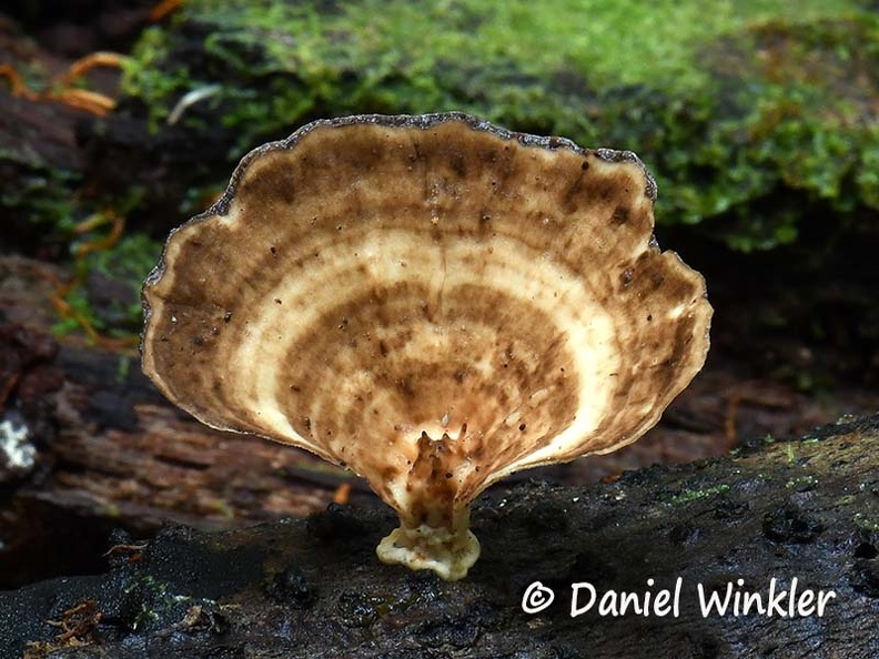 Trametes #29 Dw Ms.jpg