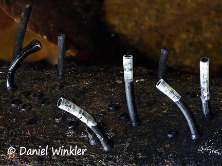 Camillea leprieurii 5 #182