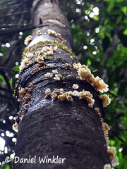 Pleurotus fruiting high up in tree