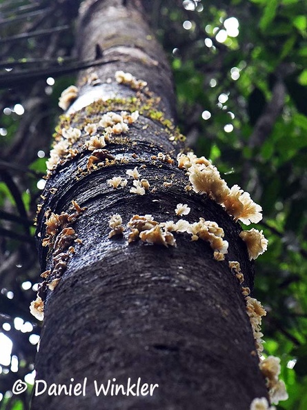 Pleurotus fruiting high up in tree DW Ms.jpg