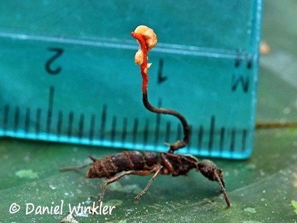 Ophiocordyceps australis? growing on ant with hyperparasite