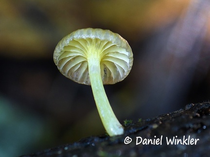 Marasmioid mushroom gill shot #30