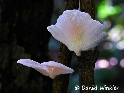 Pleurotus djamor #21