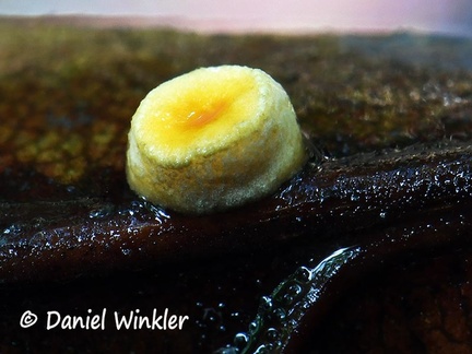 Moelleriella whole 6-19