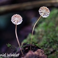 Marasmius pink cap gills 2 6-22 