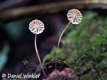 Marasmius pink cap gills 2 6-22 
