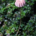 Marasmius pink cap 6-22 