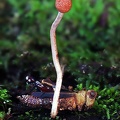 Ophiocordyceps amazonica 6-22