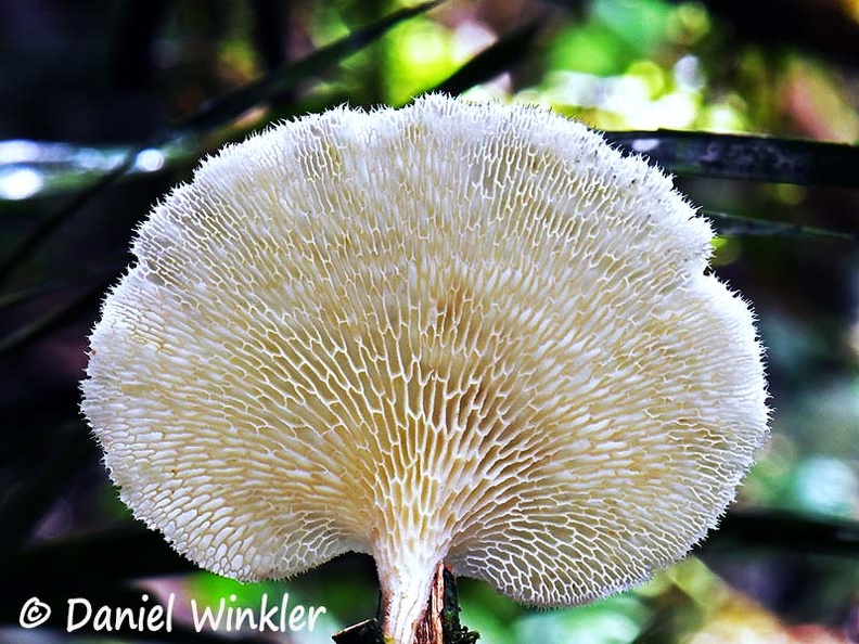 Favolus tenuiculus hymenium lighter DW Ms.jpg