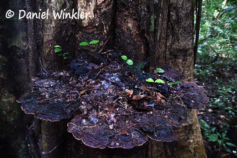 Phellinus giant cap #145 60 cm across DW Ms.jpg