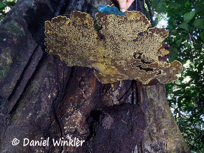 Phellinus hymenium in situ #145 scale DW Ms.jpg