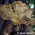 Phellinus giant hymenium in situ #145