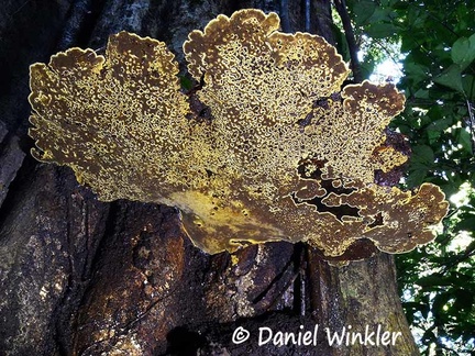 Phellinus giant hymenium in situ #145
