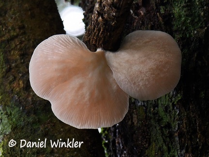 Pleurotus djamor #21