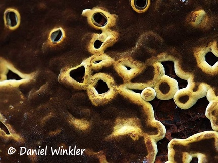 Phellinus hymenium #145