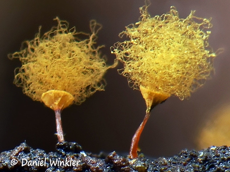 Arcyria yellow #64 hyb detail DW.jpg