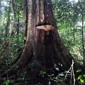 Phellinus tree
