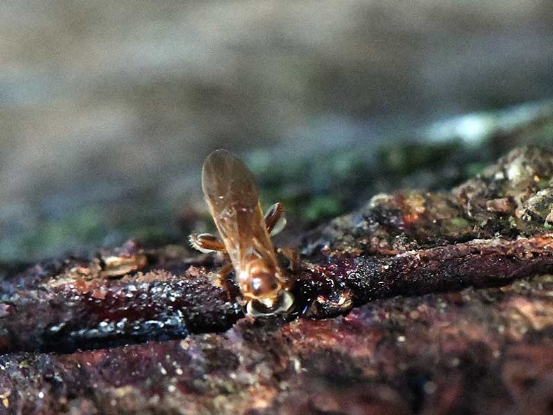 Stingless Honey Bee sucking resin Ms.jpg