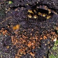 Stingless Honey Bee gate