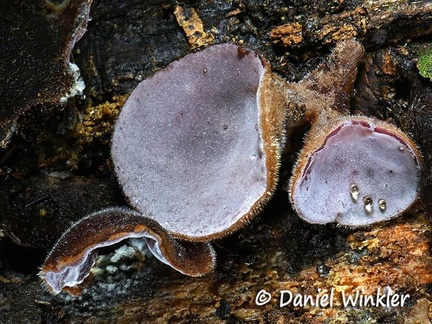 Auricularia polytrichia hymenium#72