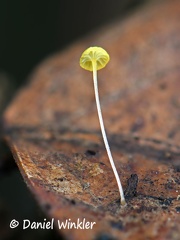 Mycena cuspidatapilosa on leaf Kwamala