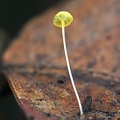 Mycena cuspidatapilosa on leaf Kwamala