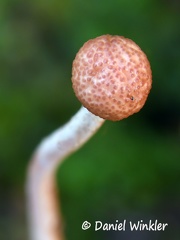 Ophiocordyceps amazonica perithecia