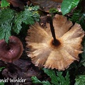Lentinus big brown # 100 disp 
