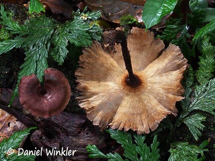 Lentinus big brown # 100 disp 