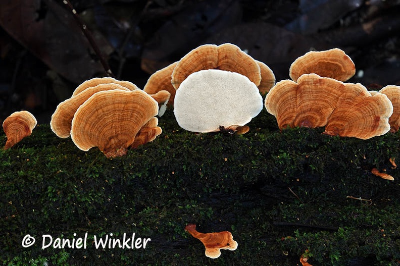 Rigidoporus display #123 DW Ms.jpg