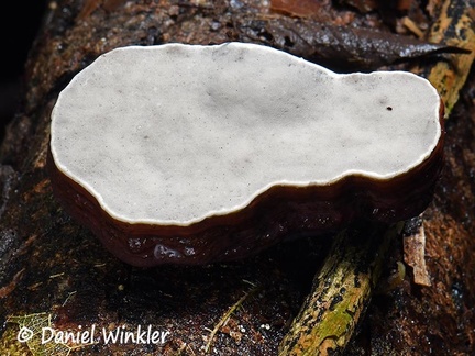 Ganoderma laccate hymenium #114 