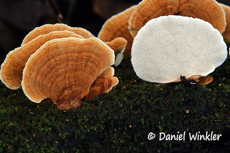 Rigidoporus disp #123 DW Ms.jpg