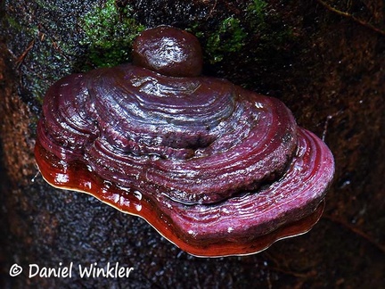 Ganoderma laccate #114 