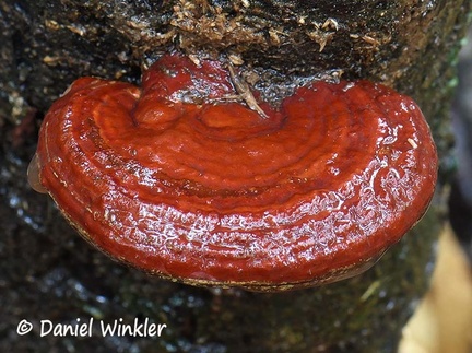 Ganoderma laccate cap front #200 