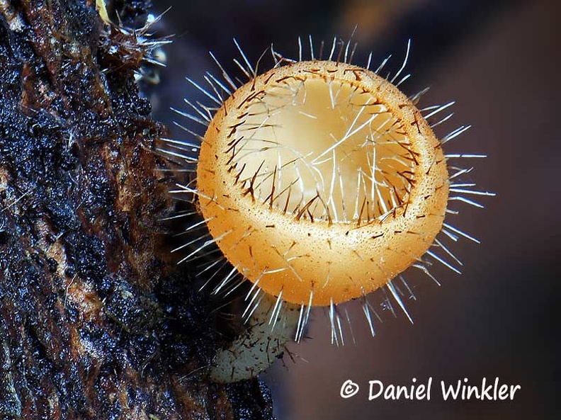 Cookenia tricholoma young Kwamala DW Ms.jpg