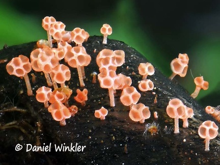 Favolaschia orange minute 