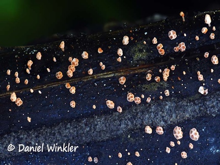 Favolaschia orange minute troop