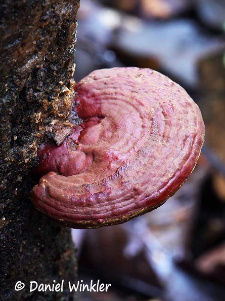 Ganoderma laccate cap #200 DW Ms.jpg