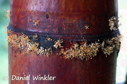 The anamorph of Nectria pseudotrichia, formerly known as Tubercularia lateritia