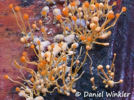 The anamorph of Nectria pseudotrichia, formerly known as Tubercularia lateritia - close up