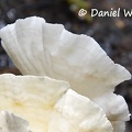 Stereum? white hymenium #214 