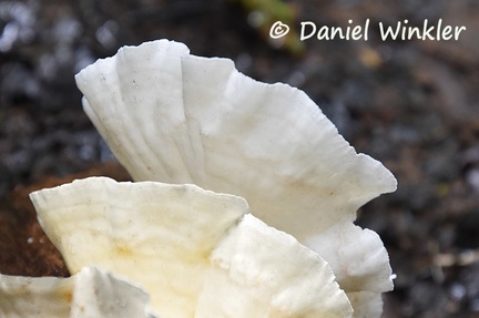Stereum? white hymenium #214 