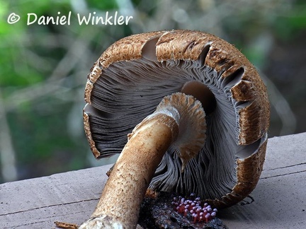 Agaricus found in Sipalivini gills #215