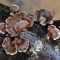 Schizophyllum commune