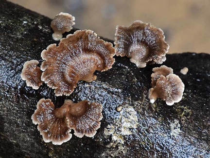 Schizophyllum commune