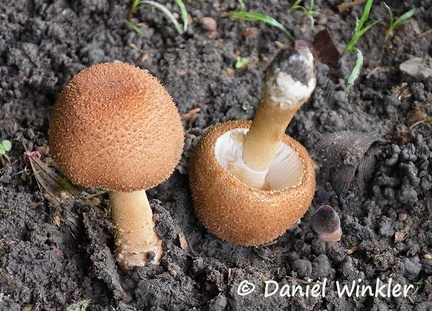 Agaricus found under the stairs of the Sipalivini ACT house  #215D