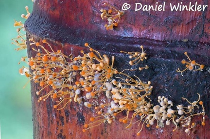 The anamorph of Nectria pseudotrichia, formerly known as Tubercularia lateritia