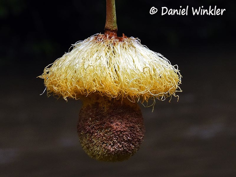 Parkia nitida flower DW Ms.jpg