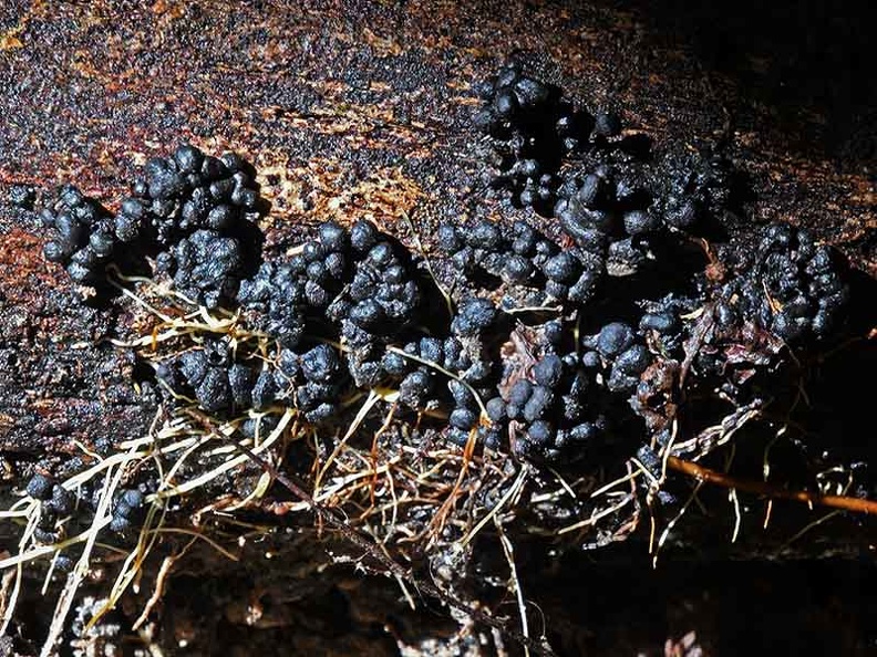 Phylacia #3 HA ed Ms.jpg