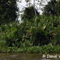 Moco moco Montrichardia arborescens Sipaliwini River